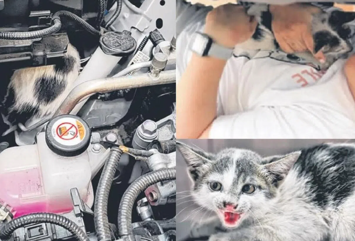Kitten trapped in car engine saved after 7-hour rescue attempt